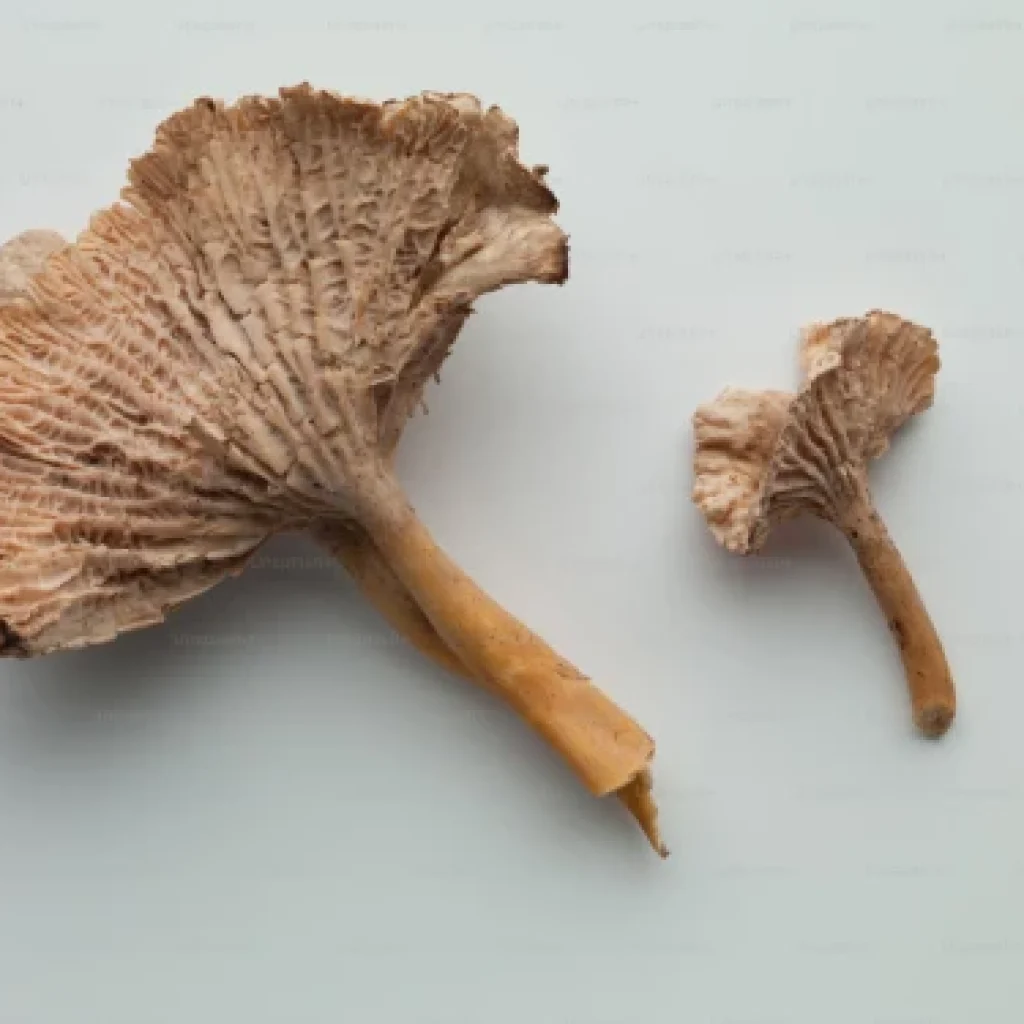 Pygeum Africanum Extract